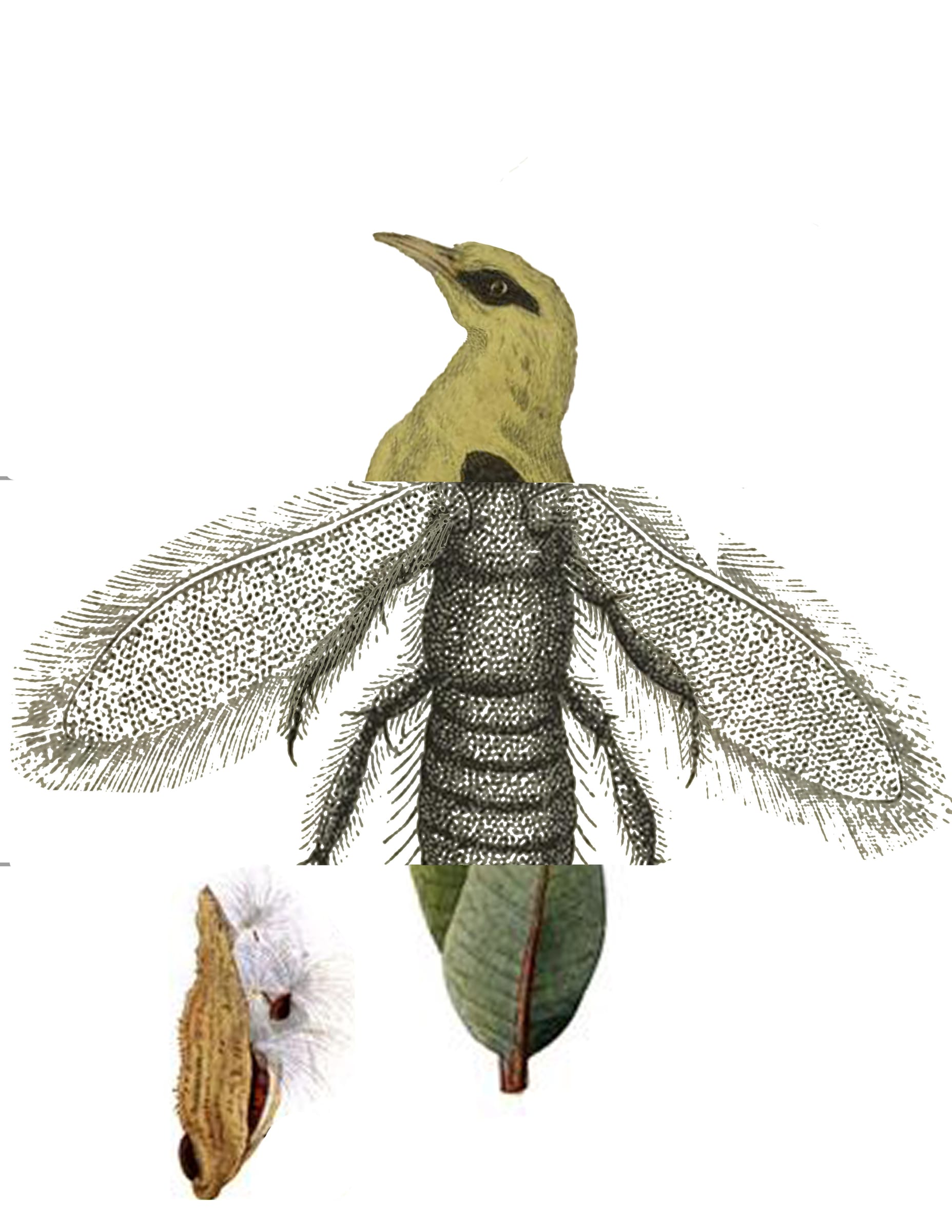 Mutualist Bestiary — image 1